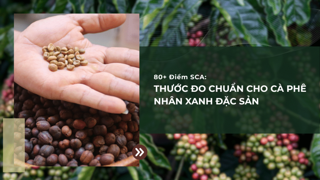 80+ Điểm SCA: Thước Đo Chuẩn Cho Cà Phê Nhân Xanh Đặc Sản