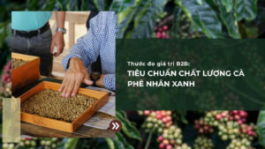 Tiêu Chuẩn Chất Lượng Cà Phê Nhân Xanh: Thước Đó Giá Trị B2B