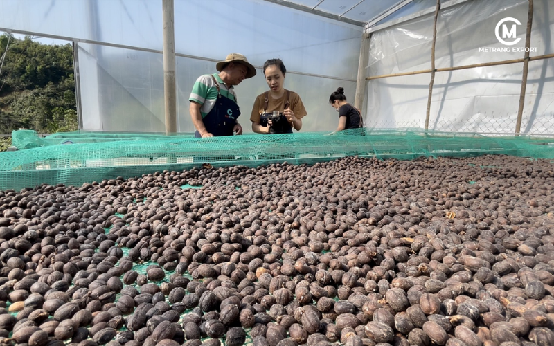 80+ SCA Score: The Standard for Specialty Green Coffee Bean