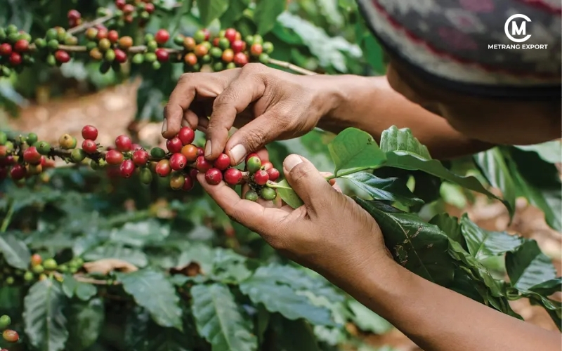 What Is Green Coffee Quality: The Ultimate B2B Value Benchmark