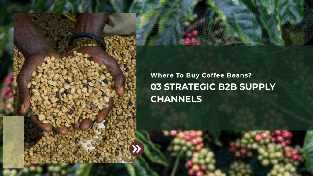 Where To Buy Coffee Beans? 03 Strategic B2B Supply Channels