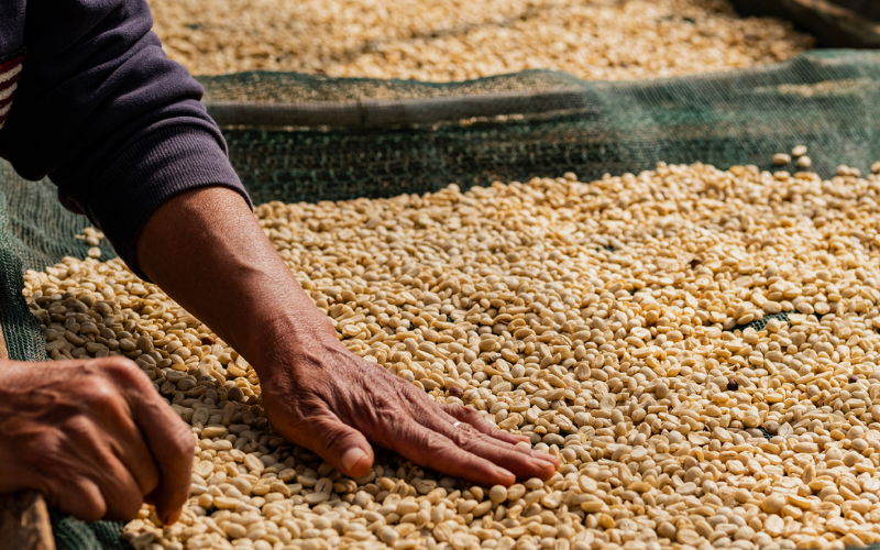 Is Fine Robusta Coffee Better Than Arabica?