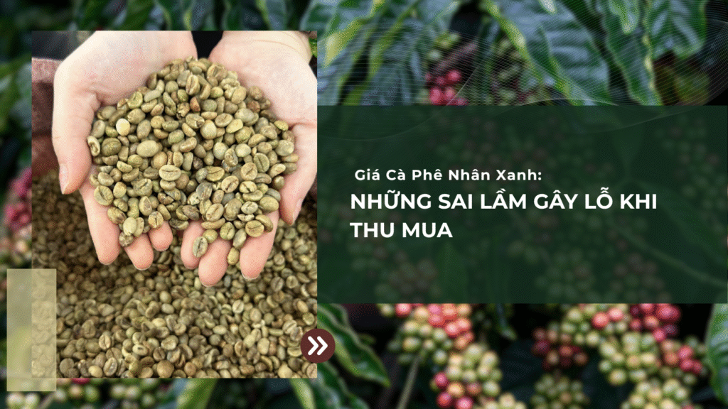 Giá Cà Phê Nhân Xanh: Những Sai Lầm Gây Lỗ Khi Thu Mua