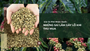 Giá Cà Phê Nhân Xanh: Những Sai Lầm Gây Lỗ Khi Thu Mua