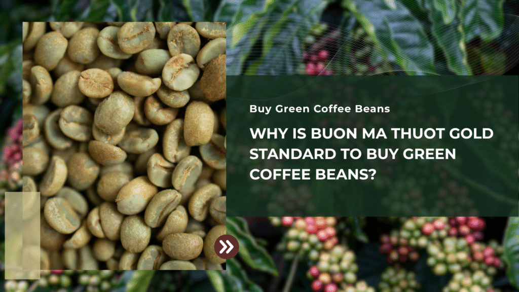 Why is Buon Ma Thuot gold standard to buy green coffee beans?