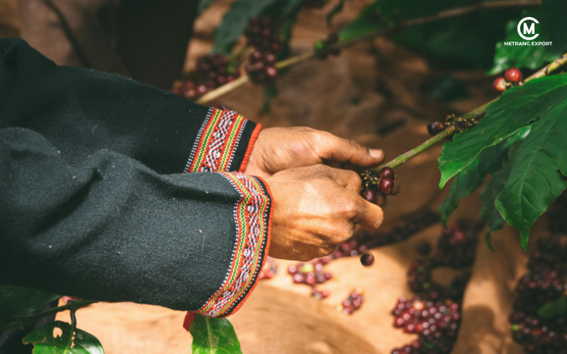 Why is Buon Ma Thuot gold standard to buy green coffee beans?