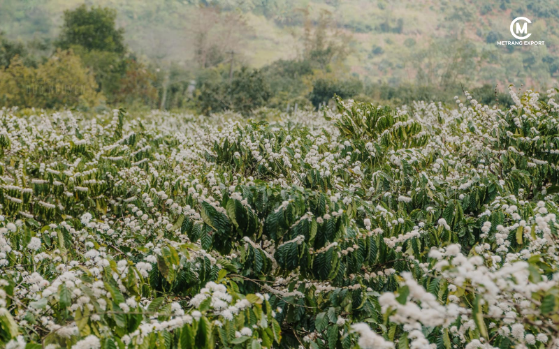 Why is Buon Ma Thuot gold standard to buy green coffee beans?