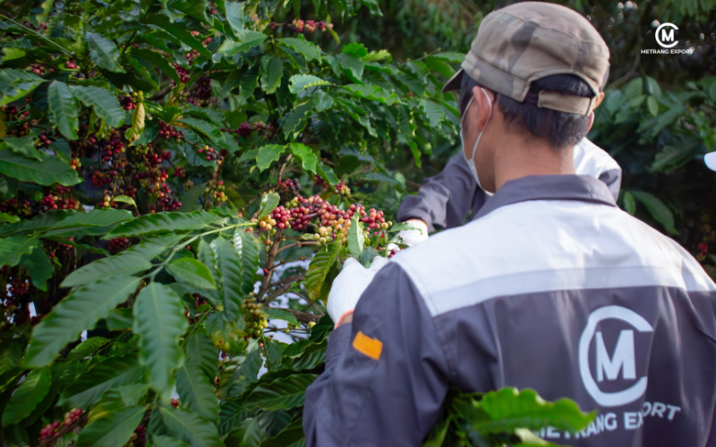 Why is Buon Ma Thuot gold standard to buy green coffee beans?