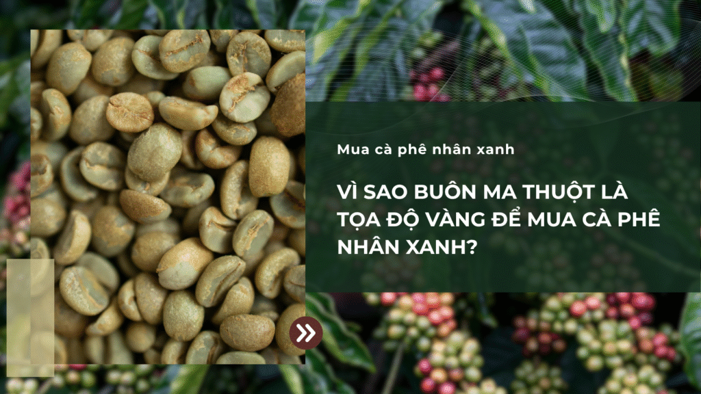Vì sao Buôn Ma Thuột là tọa độ vàng để mua cà phê nhân xanh?