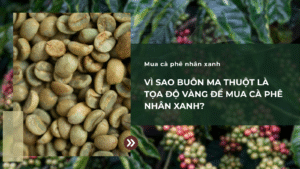 Vì sao Buôn Ma Thuột là tọa độ vàng để mua cà phê nhân xanh?