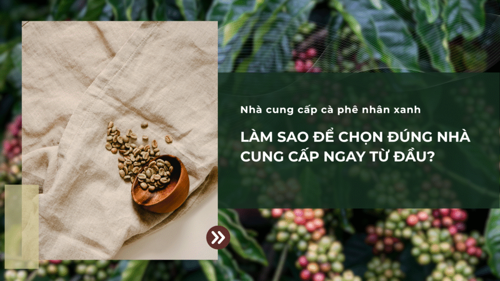 Làm sao chọn đúng nhà cung cấp cà phê nhân xanh ngay từ đầu?