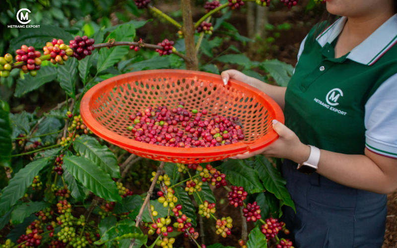 Làm sao chọn đúng nhà cung cấp cà phê nhân xanh ngay từ đầu?