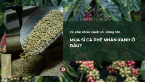 Mua sỉ cà phê nhân xanh ở đâu?