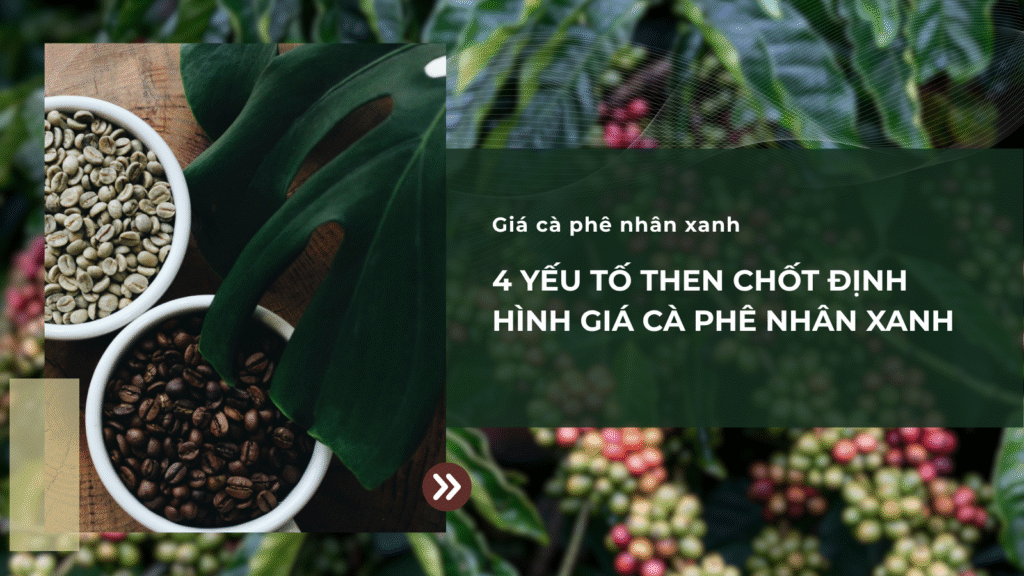 4 yếu tố then chốt định hình giá cà phê nhân xanh