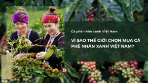 Vì sao thế giới chọn mua cà phê nhân xanh Việt Nam?