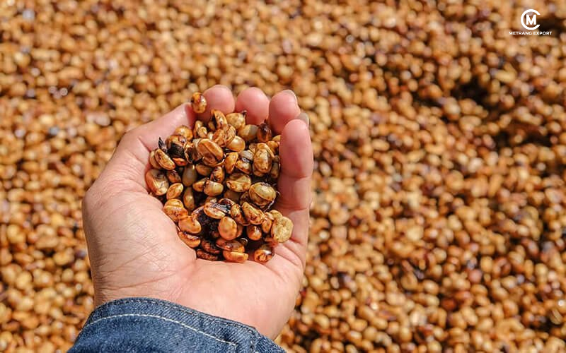 Vì sao thế giới chọn mua cà phê nhân xanh Việt Nam?