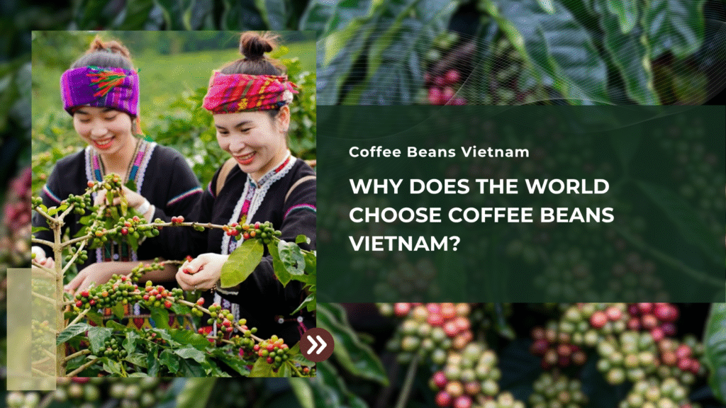 Why Does The World Choose Coffee Beans Vietnam?