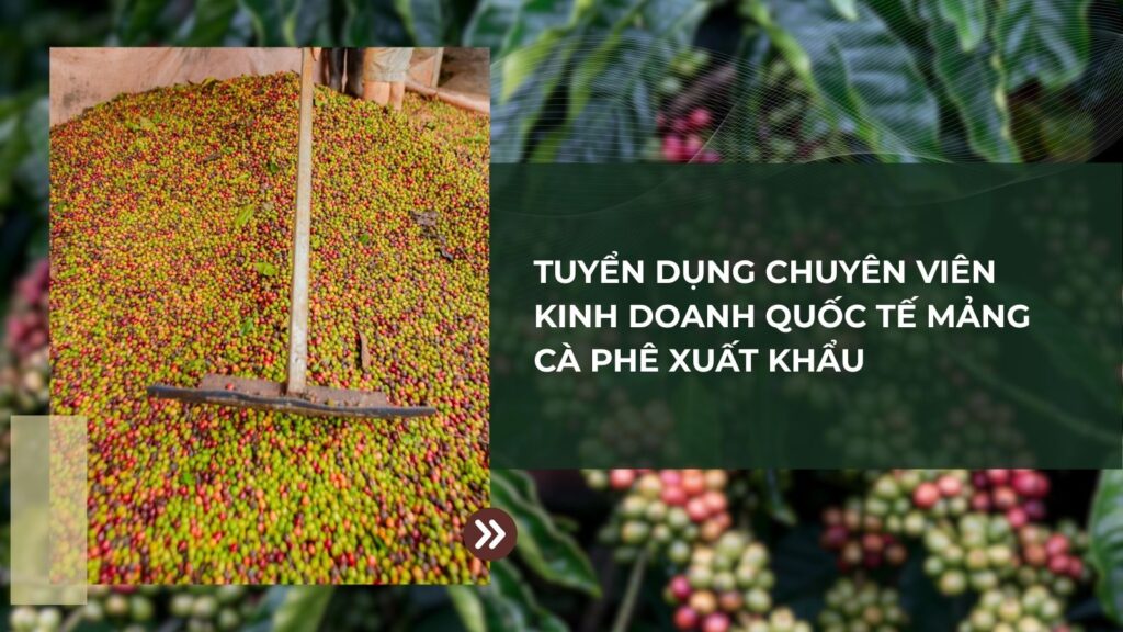 Tuyển dụng chuyên viên kinh doanh quốc tế mảng cà phê xuất khẩu