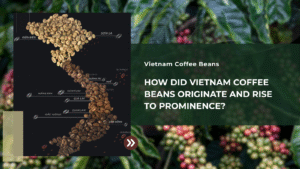 How Did Vietnam Coffee Beans Originate And Rise To Prominence?
