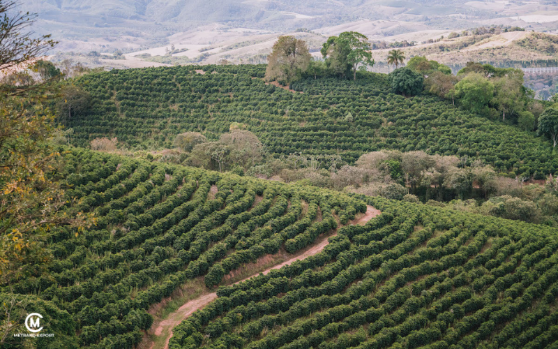 Where have the world's best coffee beans hidden?