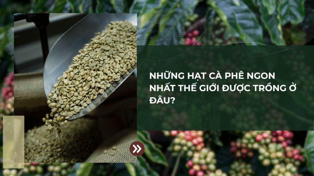 Những Hạt Cà Phê Ngon Nhất Thế Giới Được Trồng Ở Đâu?