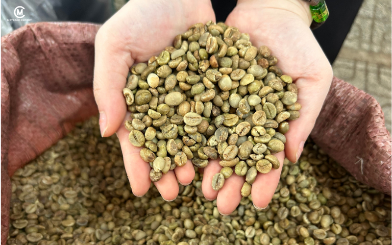 Cà Phê Robusta Trở Thành Trụ Cột Ngành Cà Phê Thế Giới