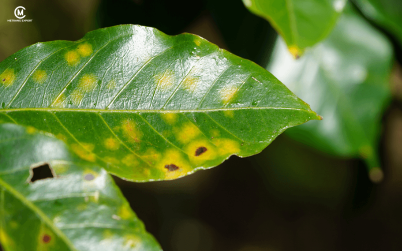 Cà Phê Robusta Trở Thành Trụ Cột Ngành Cà Phê Thế Giới