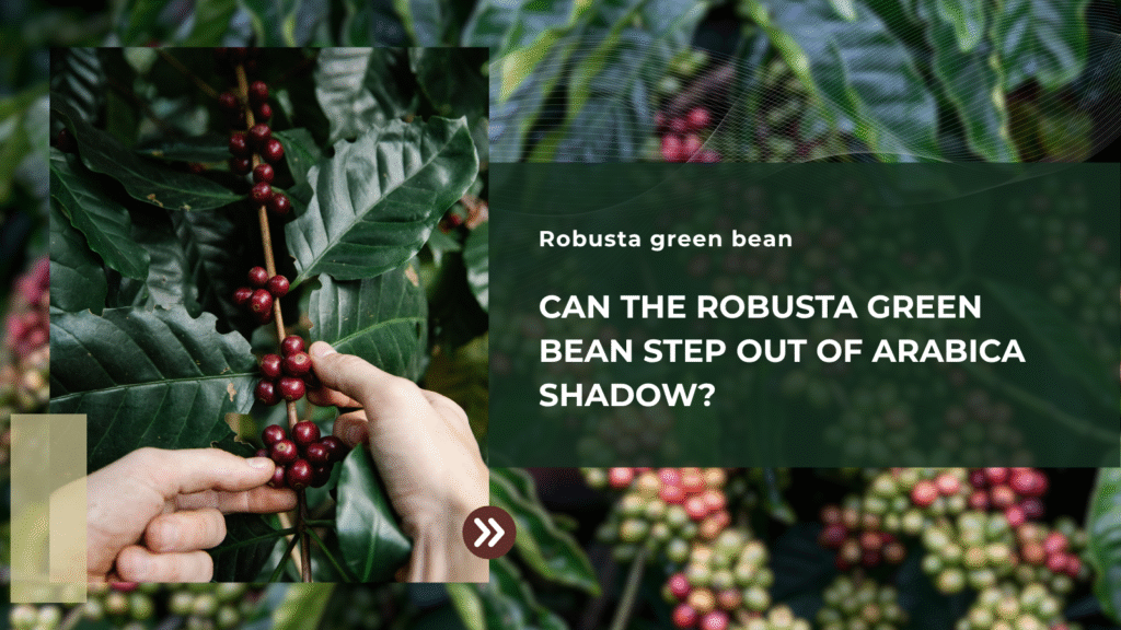 Can The Robusta Green Bean Step Out Of Arabica Shadow?