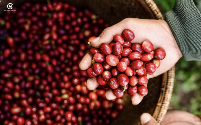 Can The Robusta Green Bean Step Out Of Arabica Shadow?