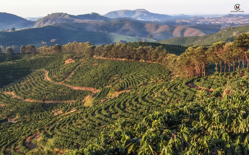 Can The Robusta Green Bean Step Out Of Arabica Shadow?