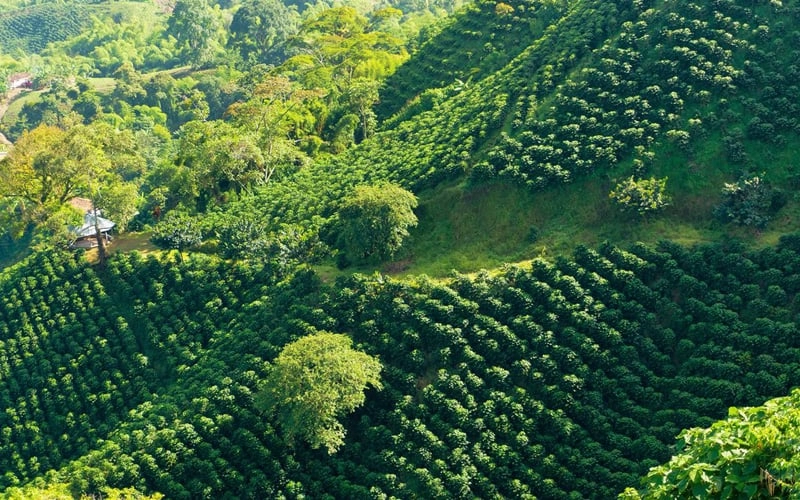 Cà phê Arabica là gì, vì sao được cả thế giới săn đón? 