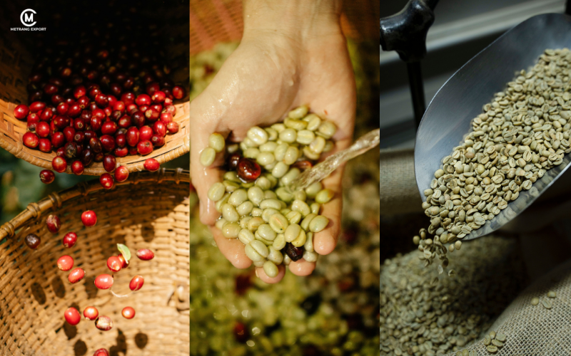 Cà phê Arabica là gì, vì sao được cả thế giới săn đón? 