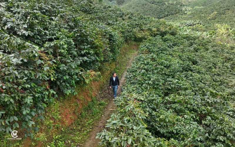 Top 3 Quốc Gia Sản Xuất Cà Phê Arabica Ngon Nhất