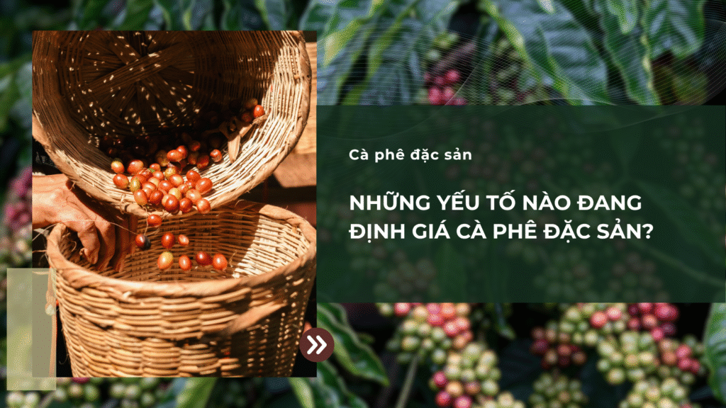 Những Yếu Tố Nào Đang Định Giá Cà Phê Đặc Sản?