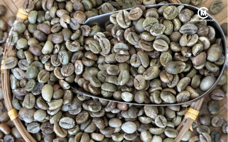 Sorted raw green coffee beans ready for export packaging