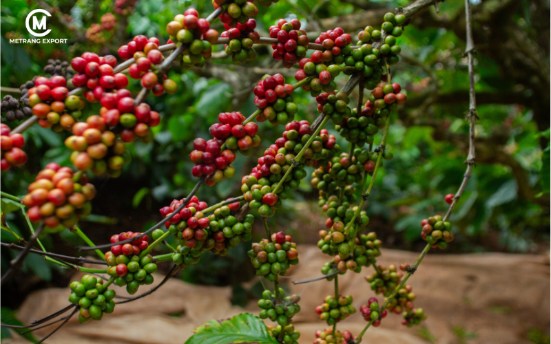 Ripe coffee cherries at origin farms