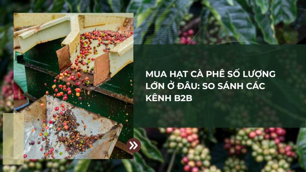 Mua Hạt Cà Phê Ở Đâu Giá Sỉ: So Sánh Các Kênh Cung Cấp B2B