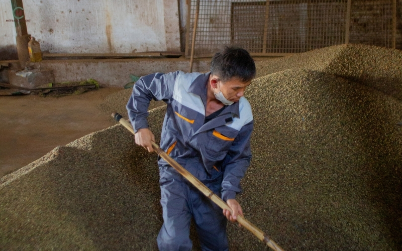 where to buy coffee beans me trang export warehouse green coffee handling